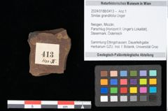 Foto (Objekt + Etikett) von Smilax grandifolia Unger (NHMW-GEO-2024-0188-0413)